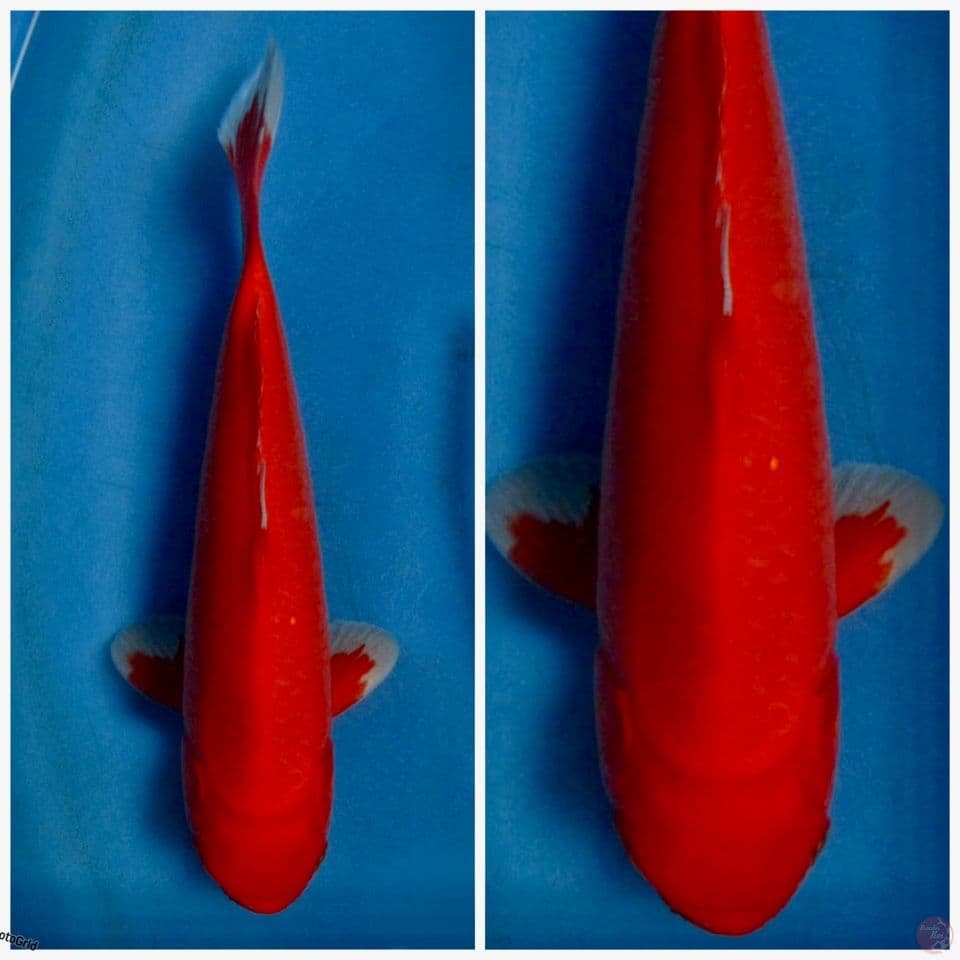 Red Super aka Hajiro 32cm