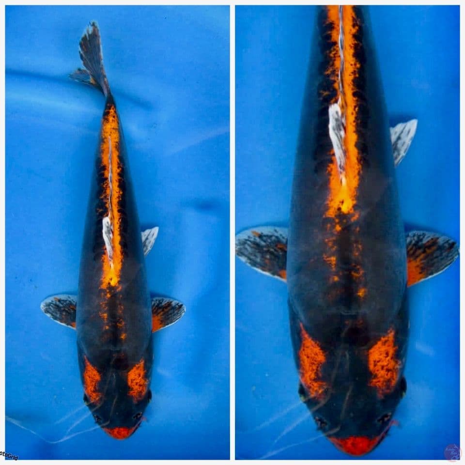 balck Kabuto 32cm