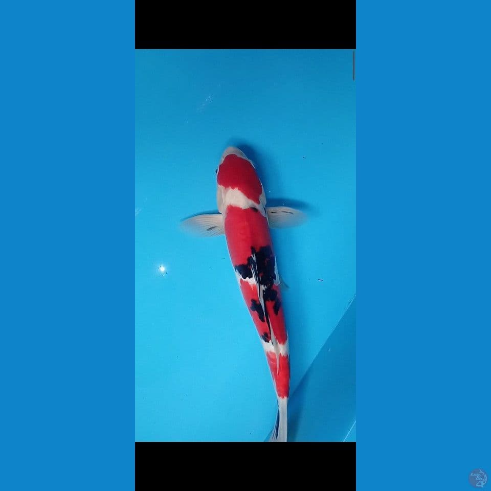 Sanke Doit pejantan 37cm up