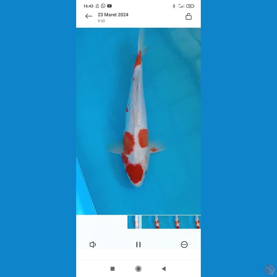 kohaku doitsu 38cm betina