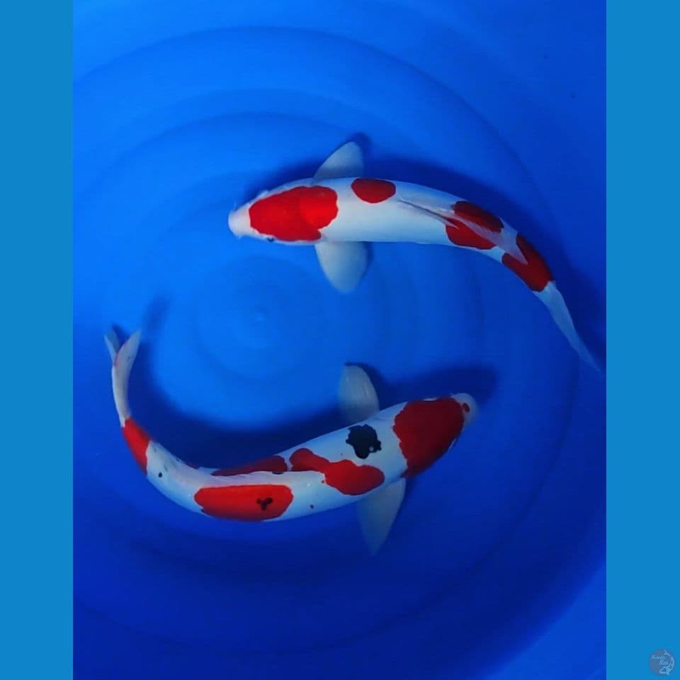 46-50cm kohaku sanke doitsu jantan istimewa