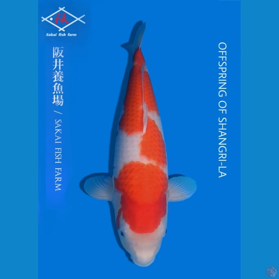 Kohaku import sakai
