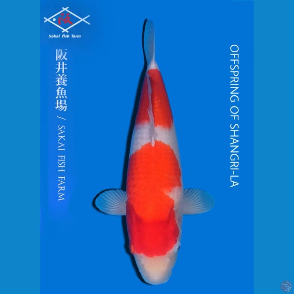 Kohaku import sakai
