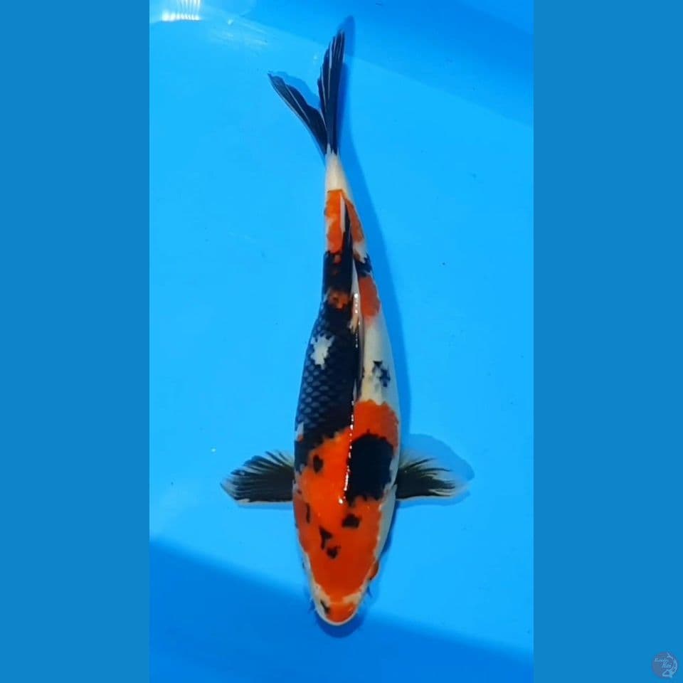 SHOWA 38 CM FEMALE