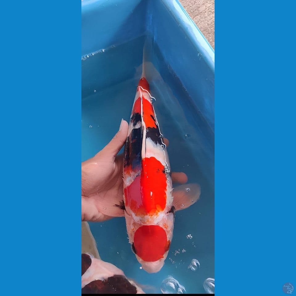 maruten showa -+35 cm jantan