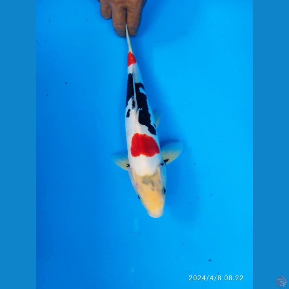 showa doitsu 38cm. jantan