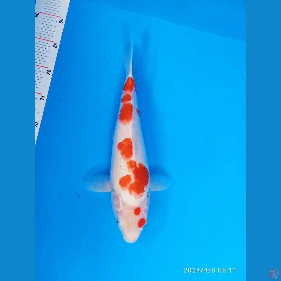 Kohaku AKF bersih pol ori 36cm