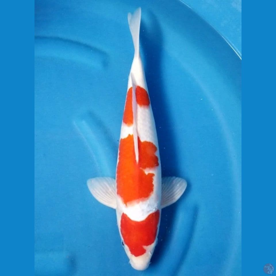 HQ KOHAKU 39 CM MALE