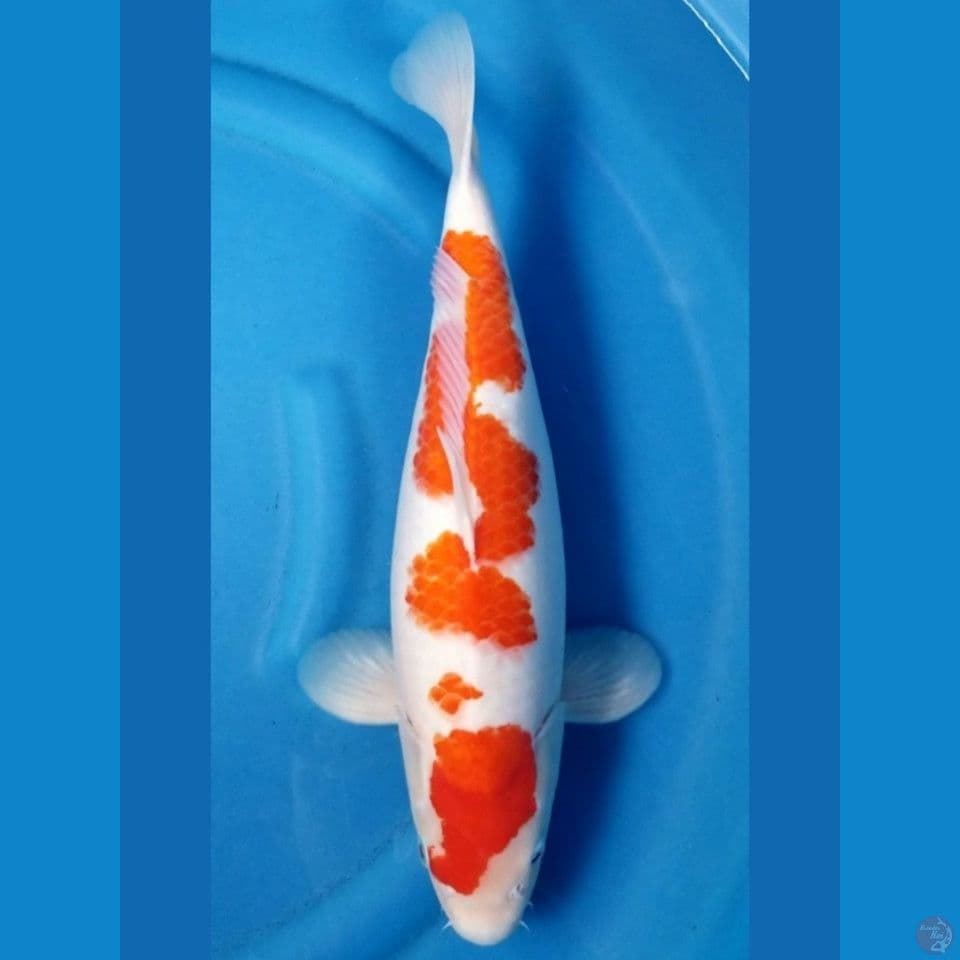 HQ KOHAKU 43 CM
