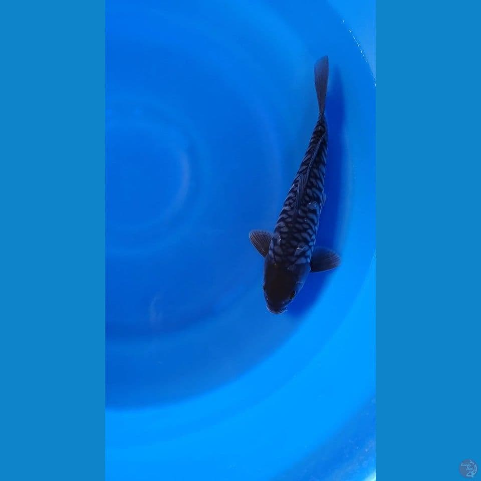 TANCHO BLACK FULL SISIK NAGA LANGKA - 34Cm/Male