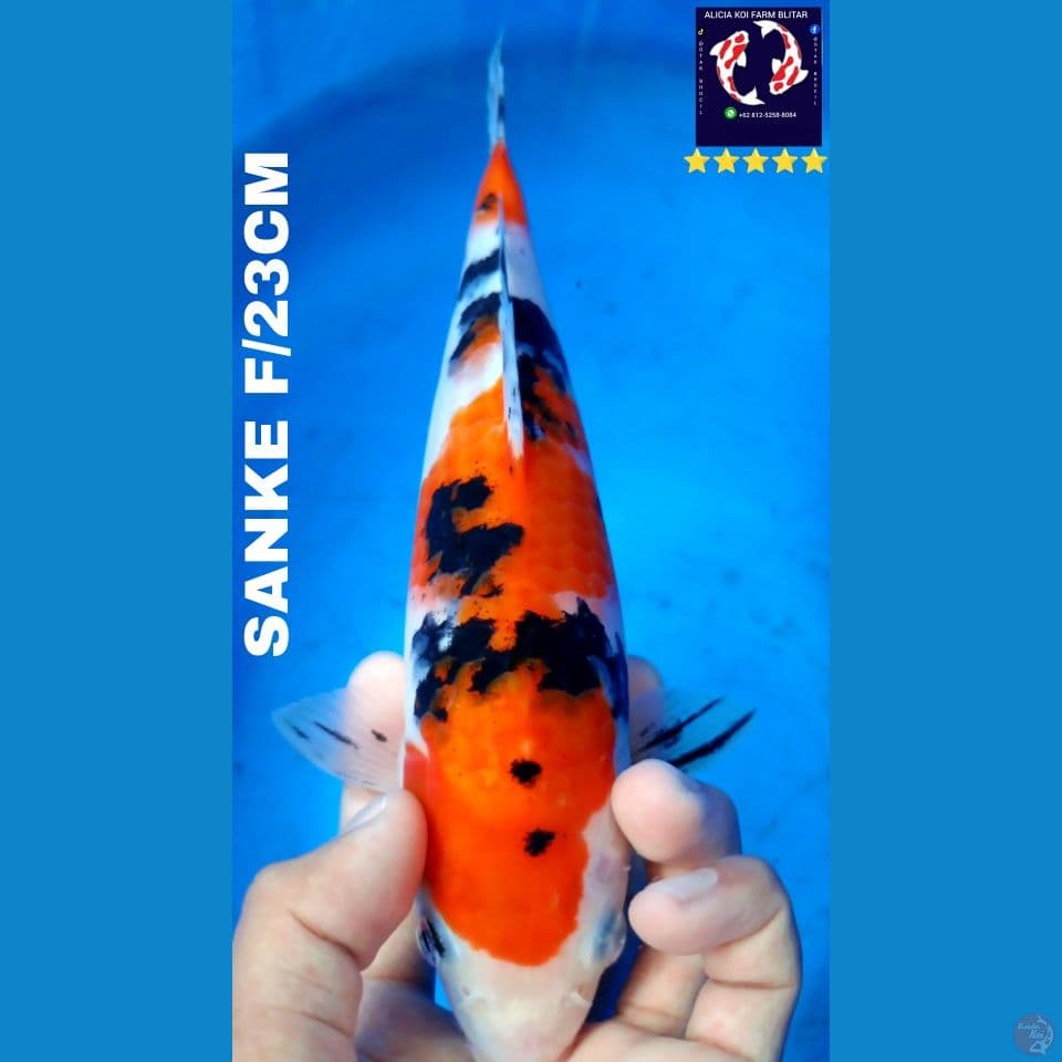 sanke 23cm