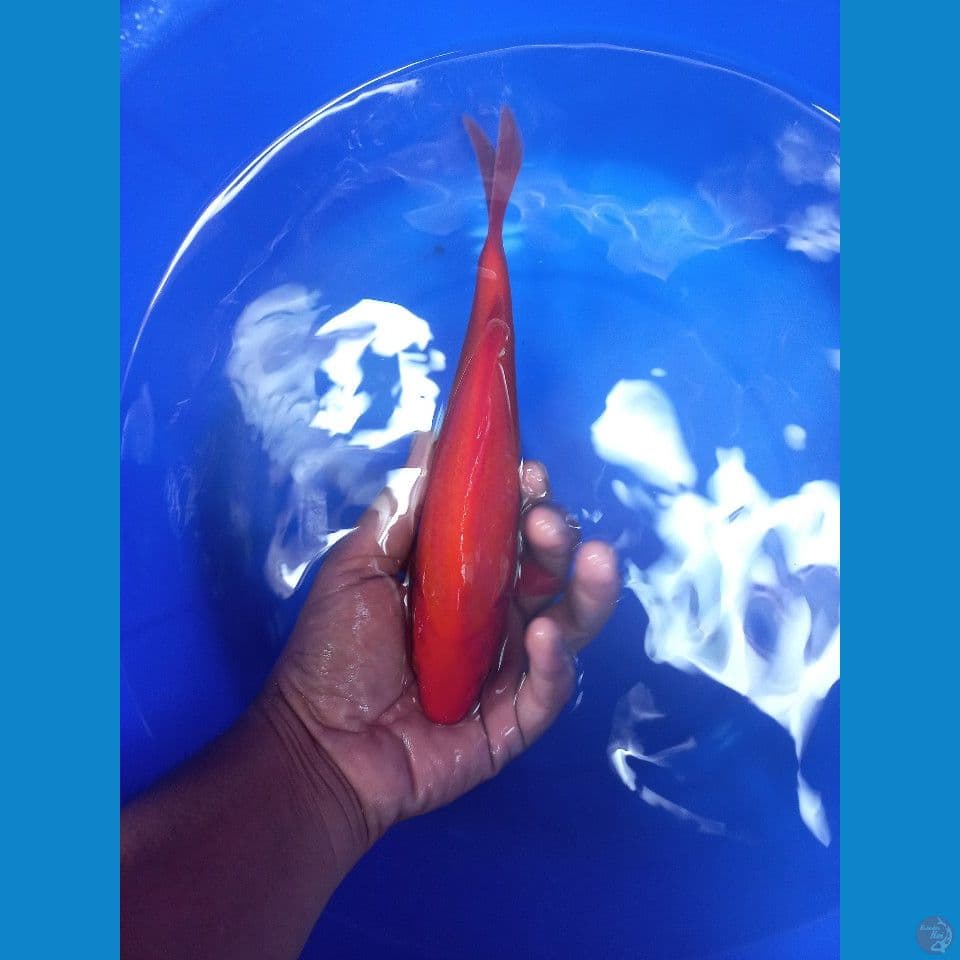 benigoi red