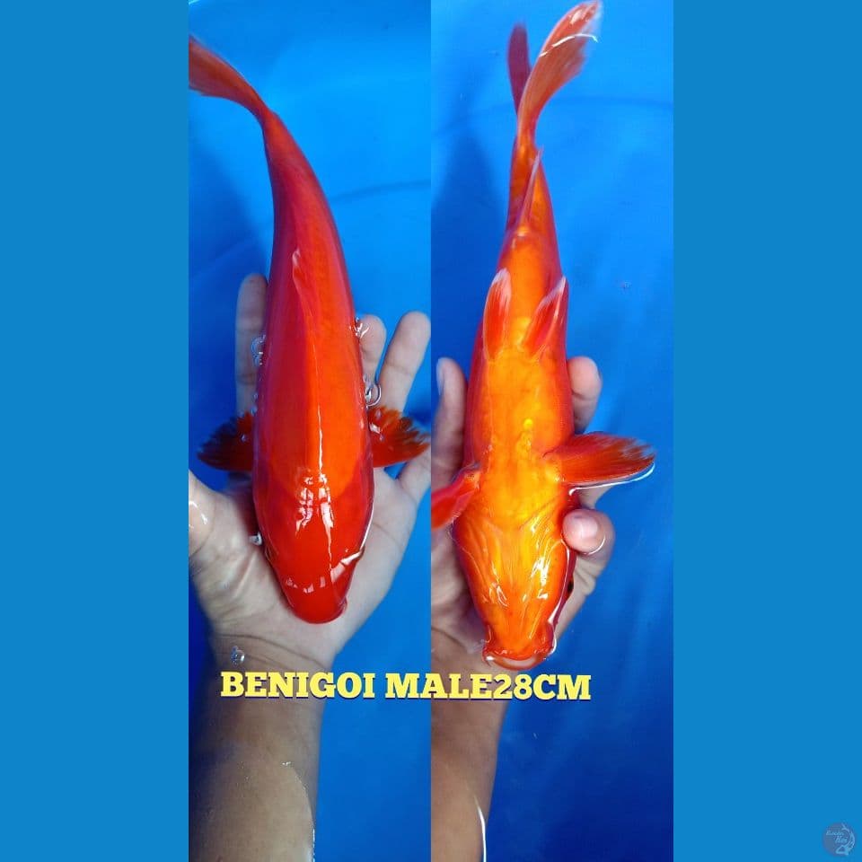 BENIGOI 28CM TEMBUS PERUT