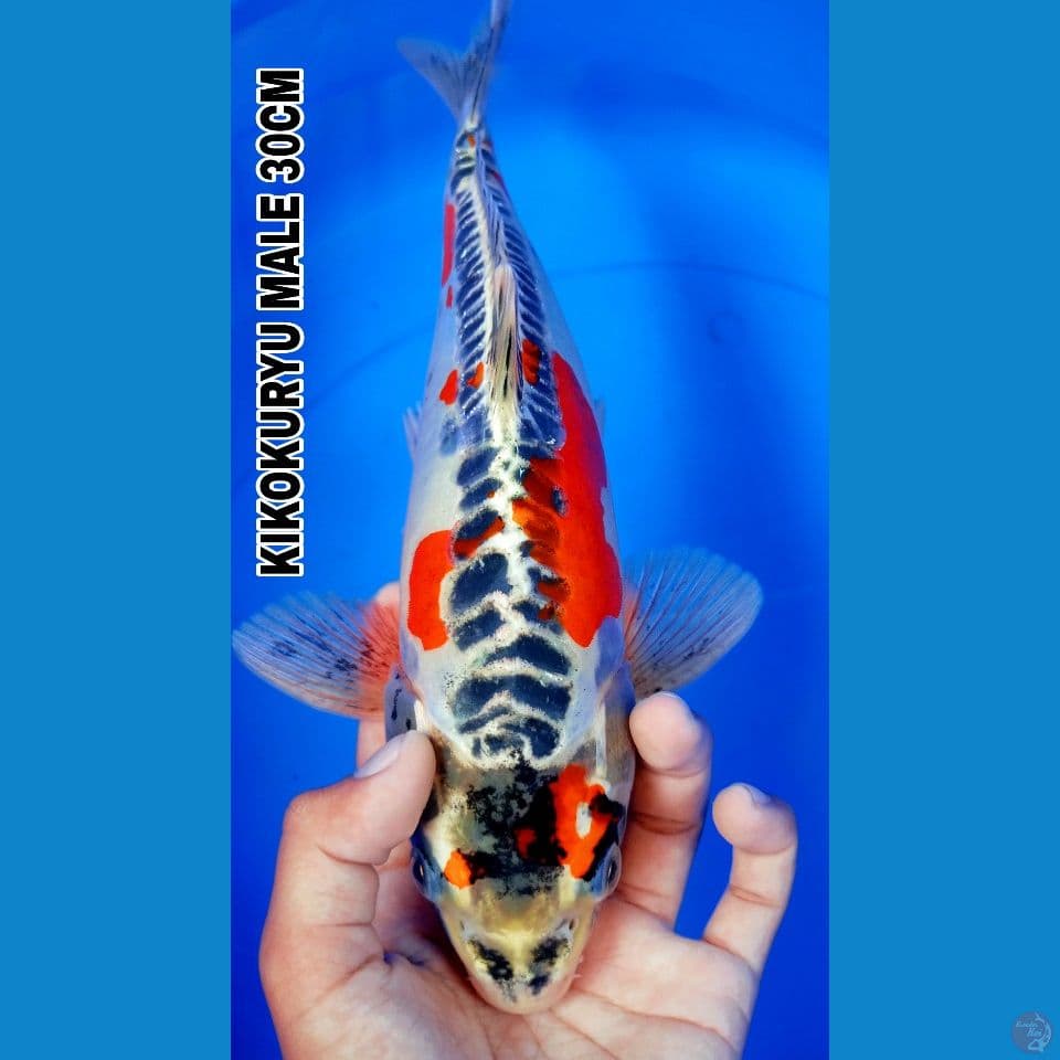 KIKOKURYU 30CM
