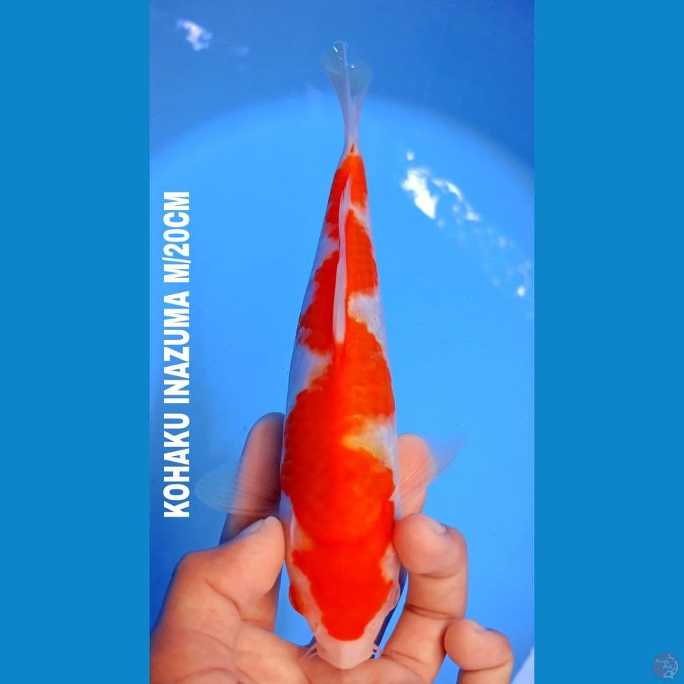 Inazuma 20cm