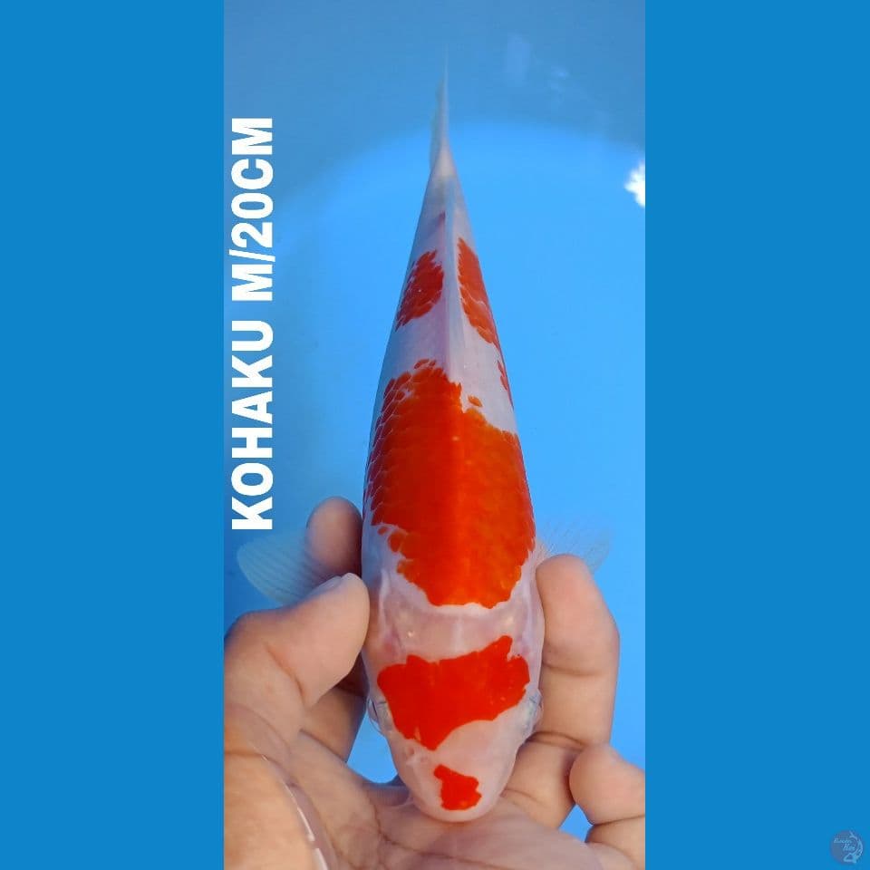 KOHAKU 20cm