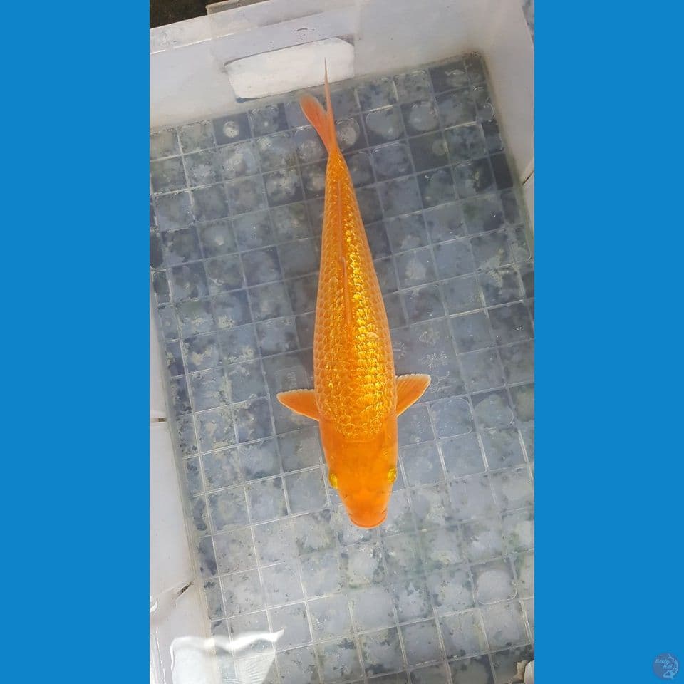 Red karamel 35cm fuull ginrin SQ