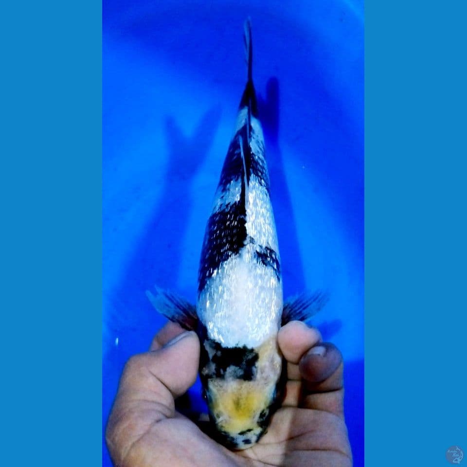 SHIRO KINGIRIN HQ 25CM MALE