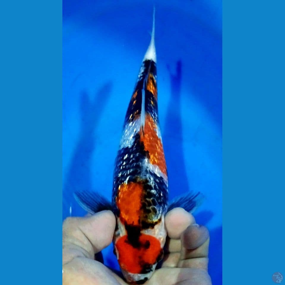 MARUTEN SHOWA GINDRIN HQ 22CM MALE