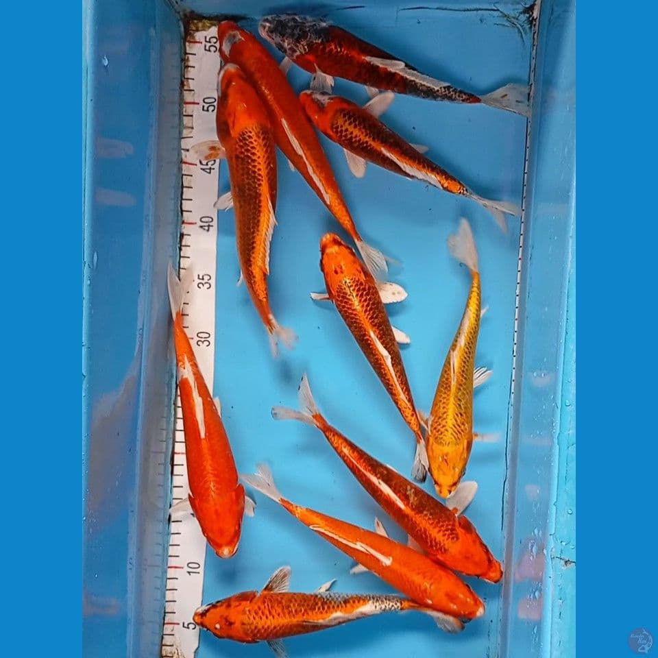 kujaku 20-25 cm 10 ekor