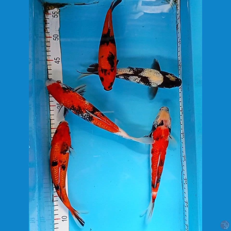 Ginrin 5 ekor 22-27cm