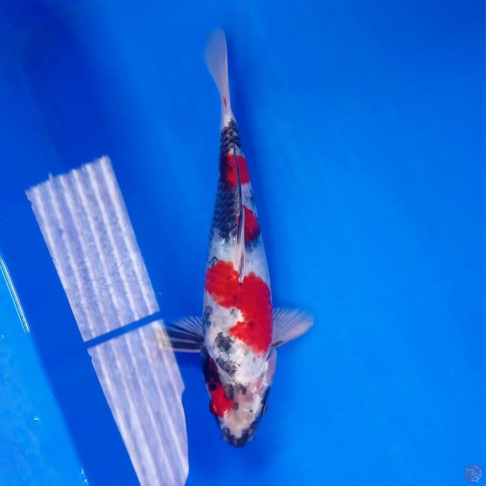 KIN SHOWA 27CM