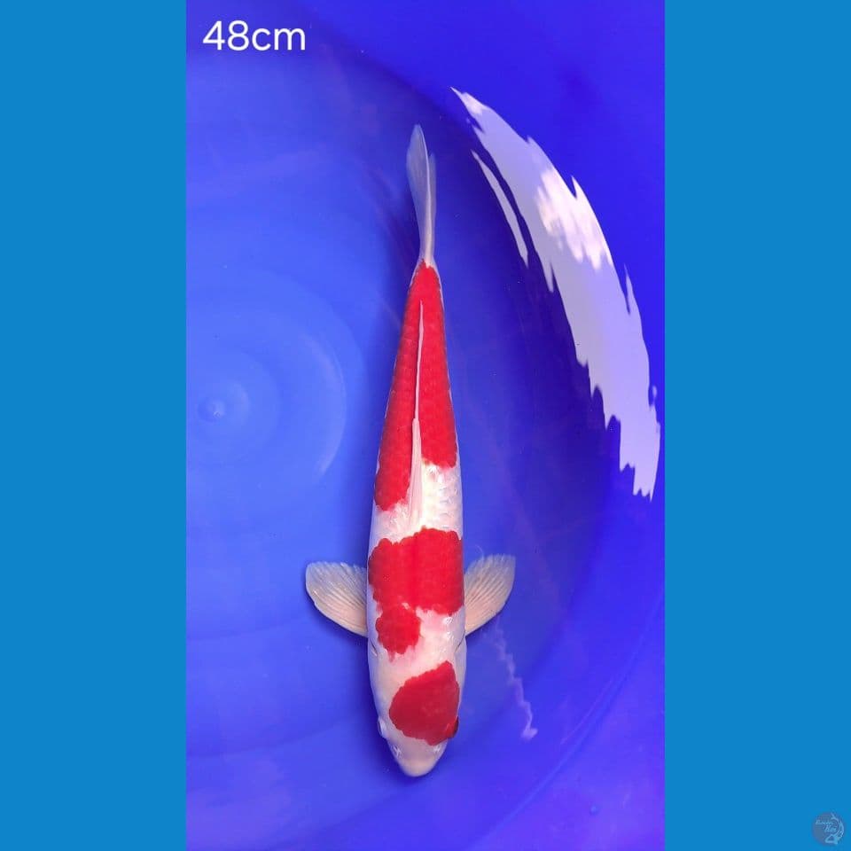 KOHAKU 48cm