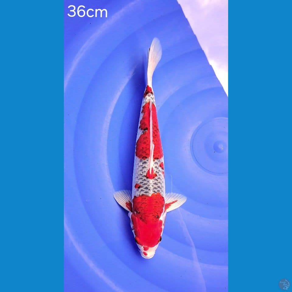 #2 GOSHIKI RACING 36cm