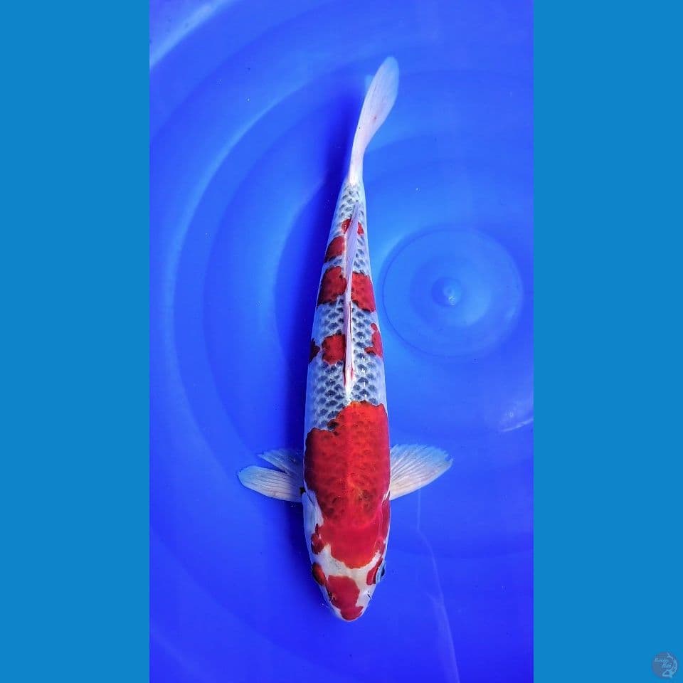 GOSHIKI RACING 38cm