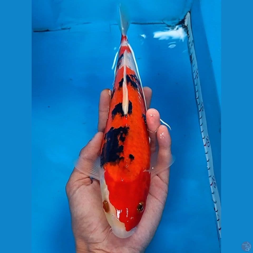 Showa tategoi 28cm