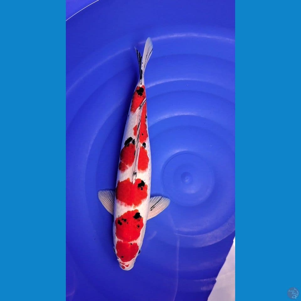 SANKE 43cm