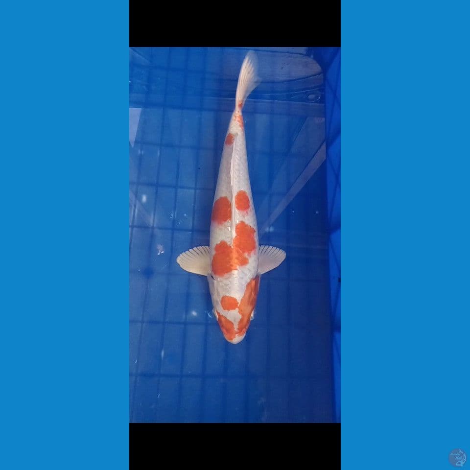 Sakura Ogon 30cm