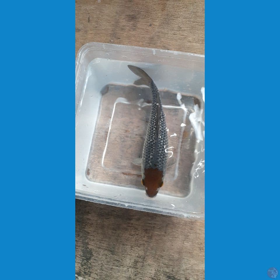 TANCHO OCHIBA GINRIN 20 CM