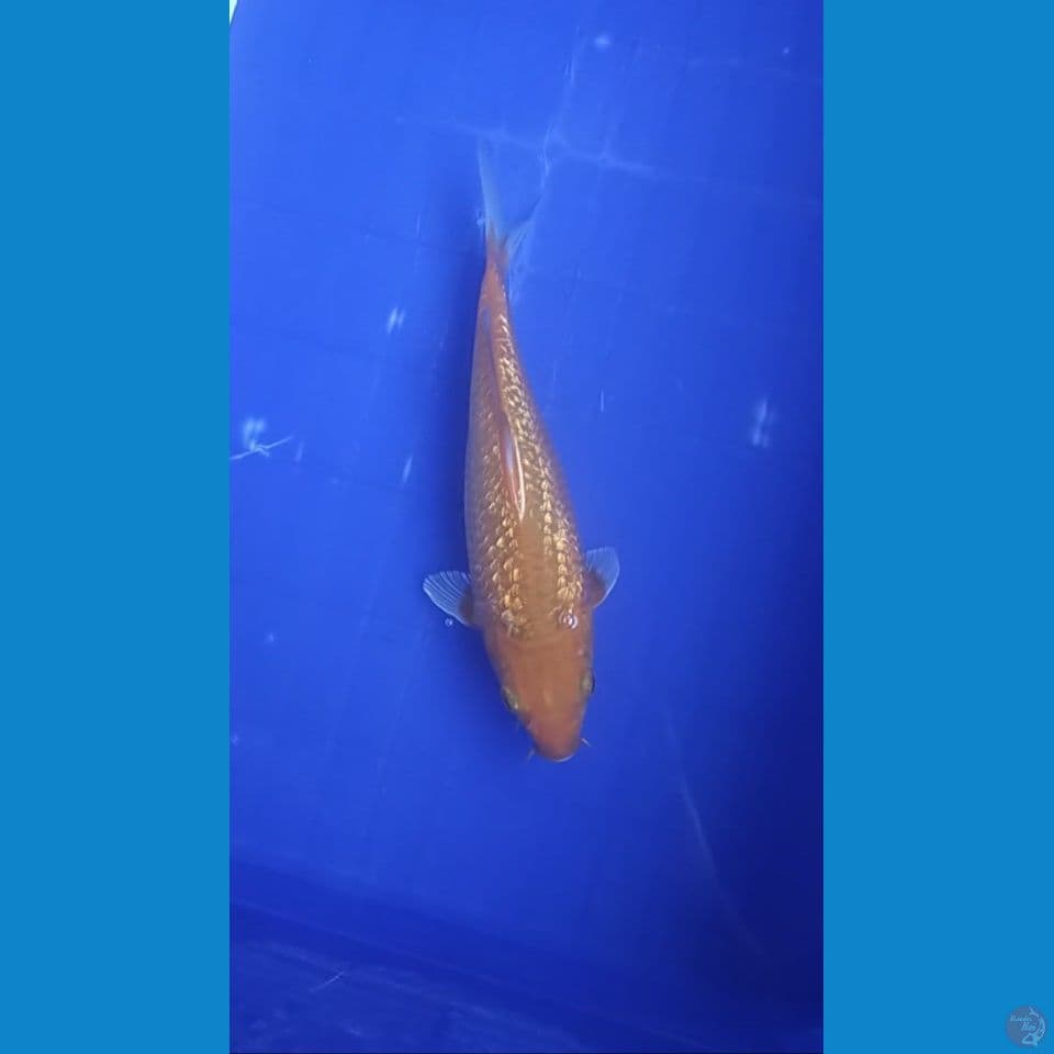 Karamel Full Ginrin