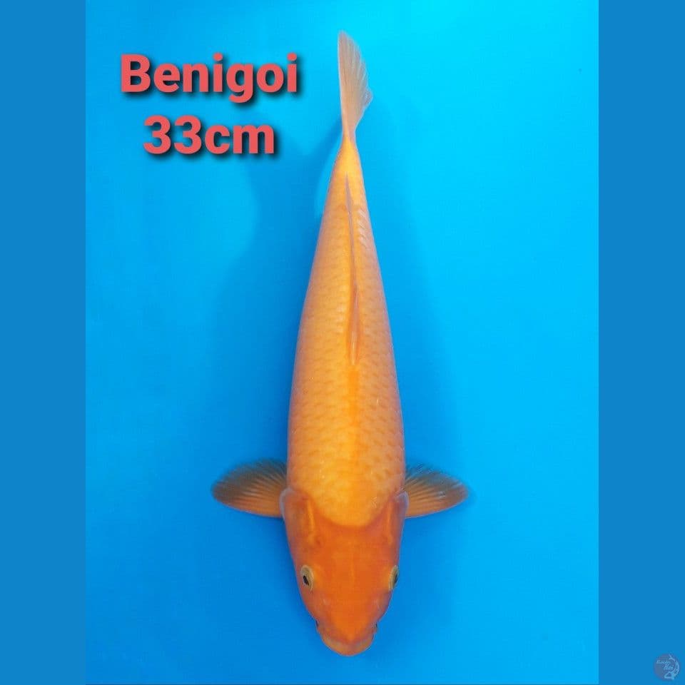 BENIGOI 33CM PUNUK