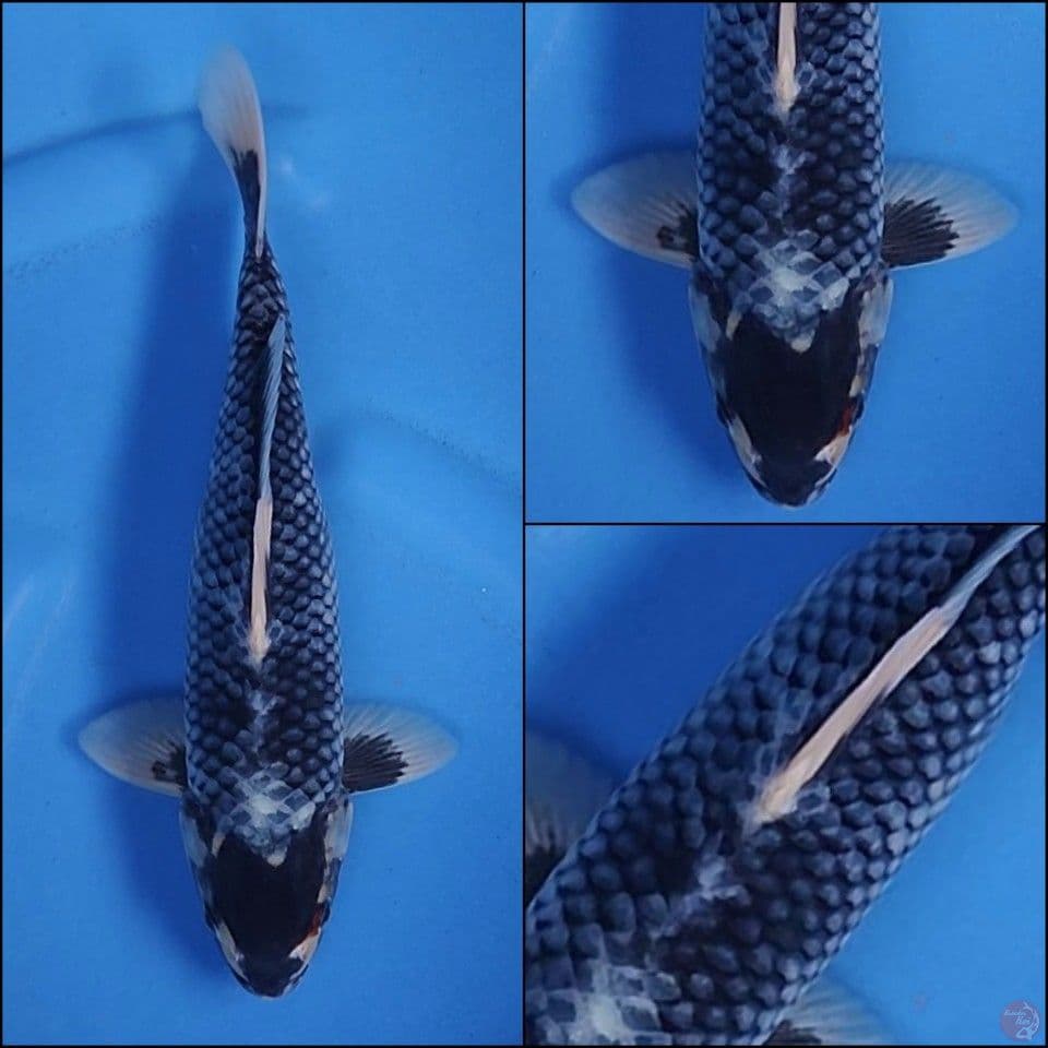 RARE KAWARIMONO 30 CM MALE