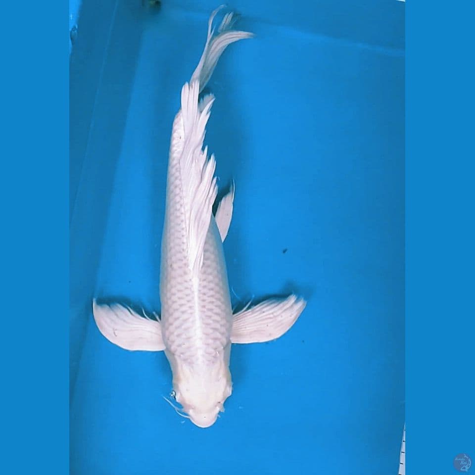 Kumpay Platinum punuk 39cm fm