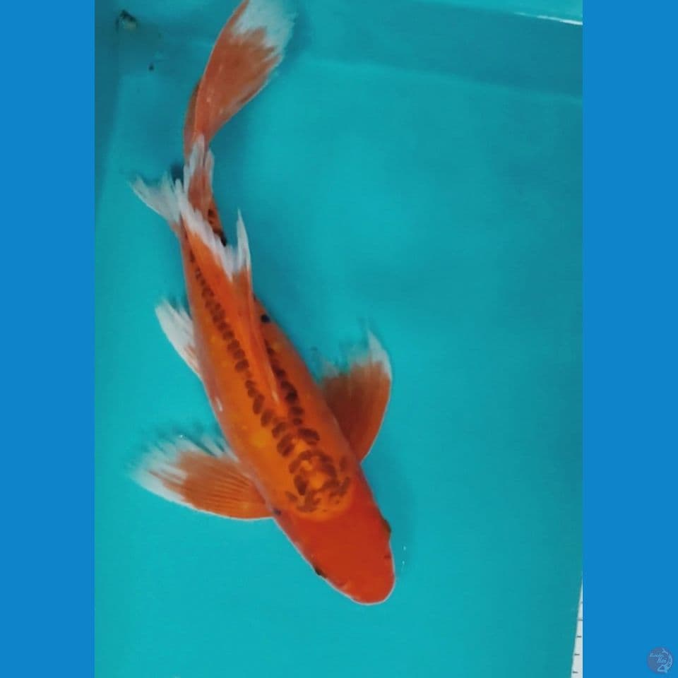 Kumpay Mizuo 38cm fm