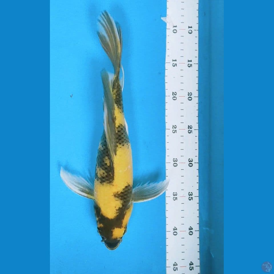 Kumpay utsuri 32cm fm