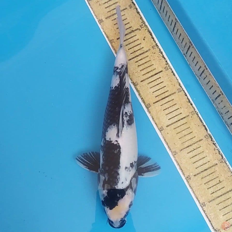Shiro Utsuri ~39 F