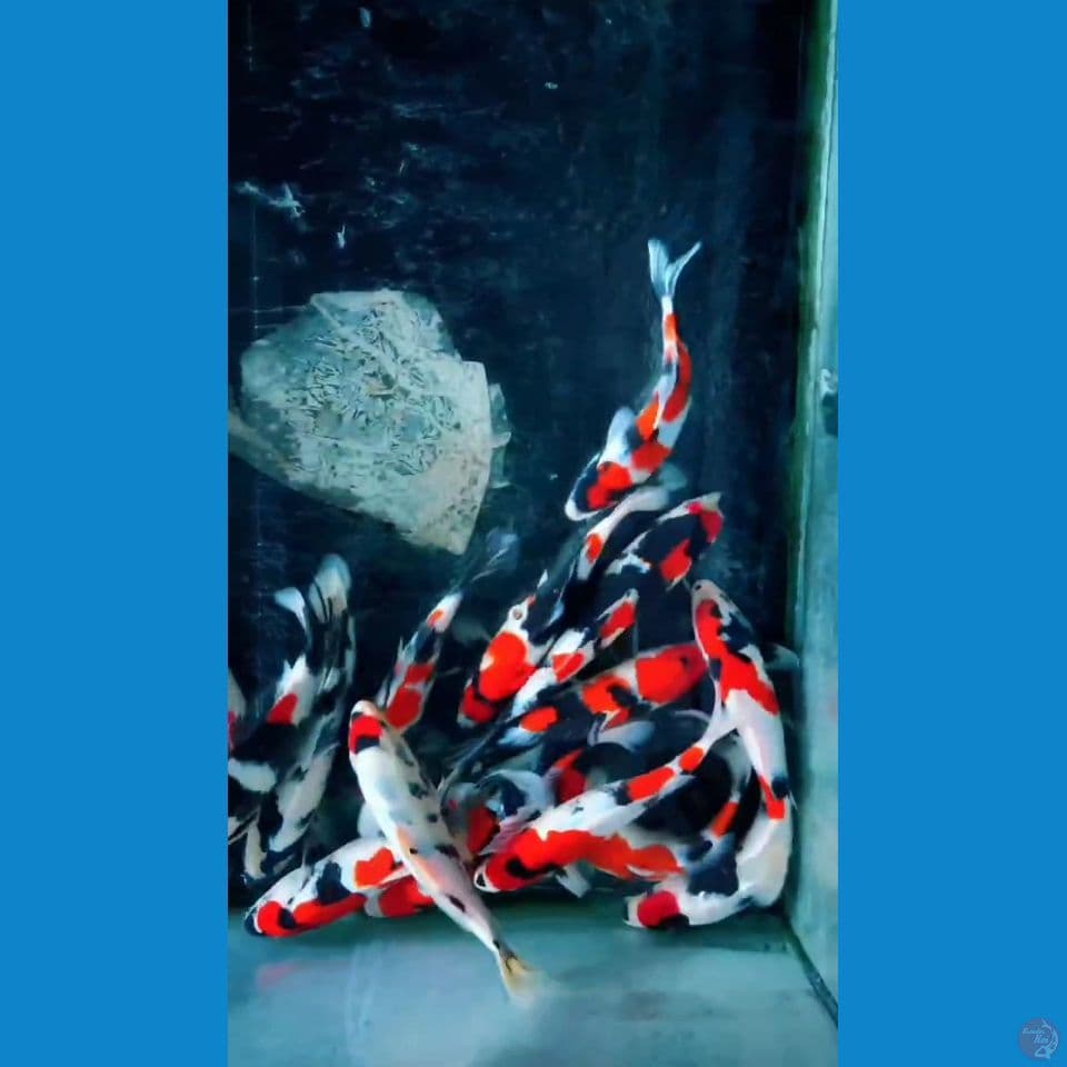 paket 15ekor 27/33