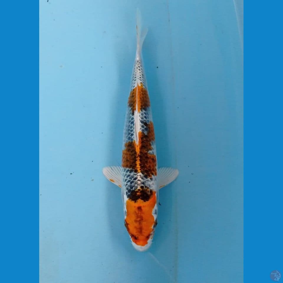 kujaku, 20 cm