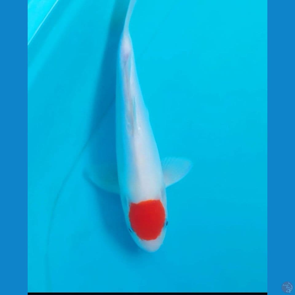 Tamco Kohaku Doitsu Murni 34Cm