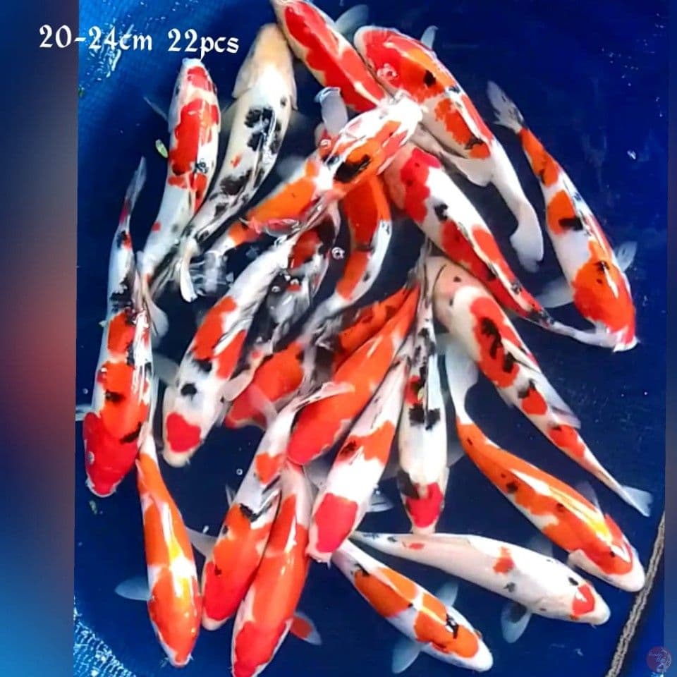 paket mixx 2024cm 22pcs