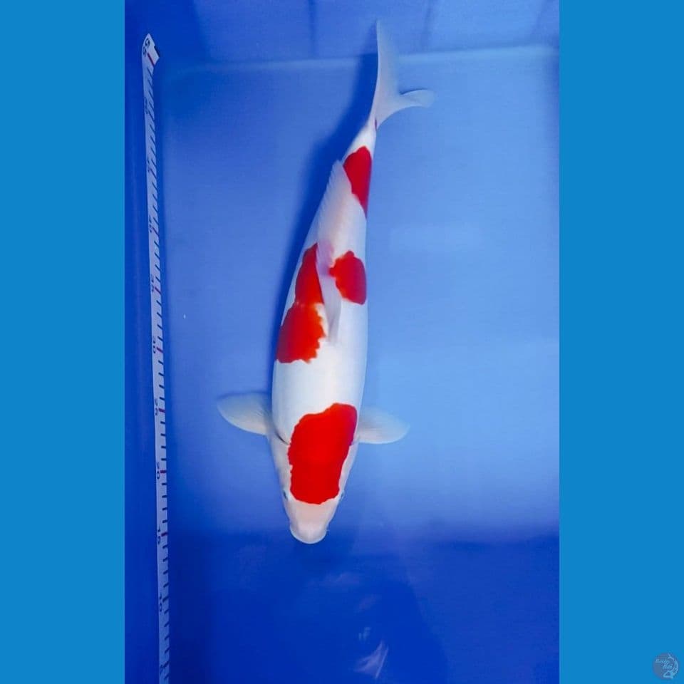 doitsu murni 45cm