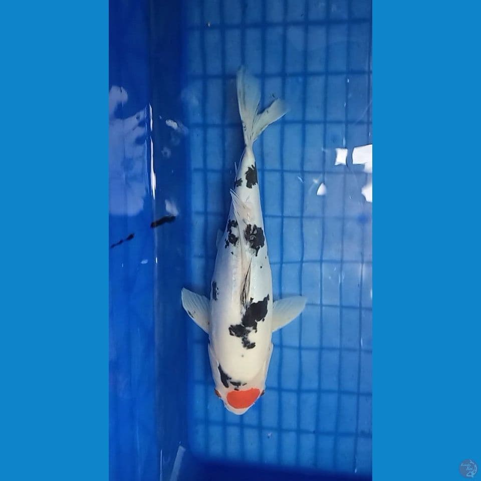 Tancho Showa Doitsu 35cm