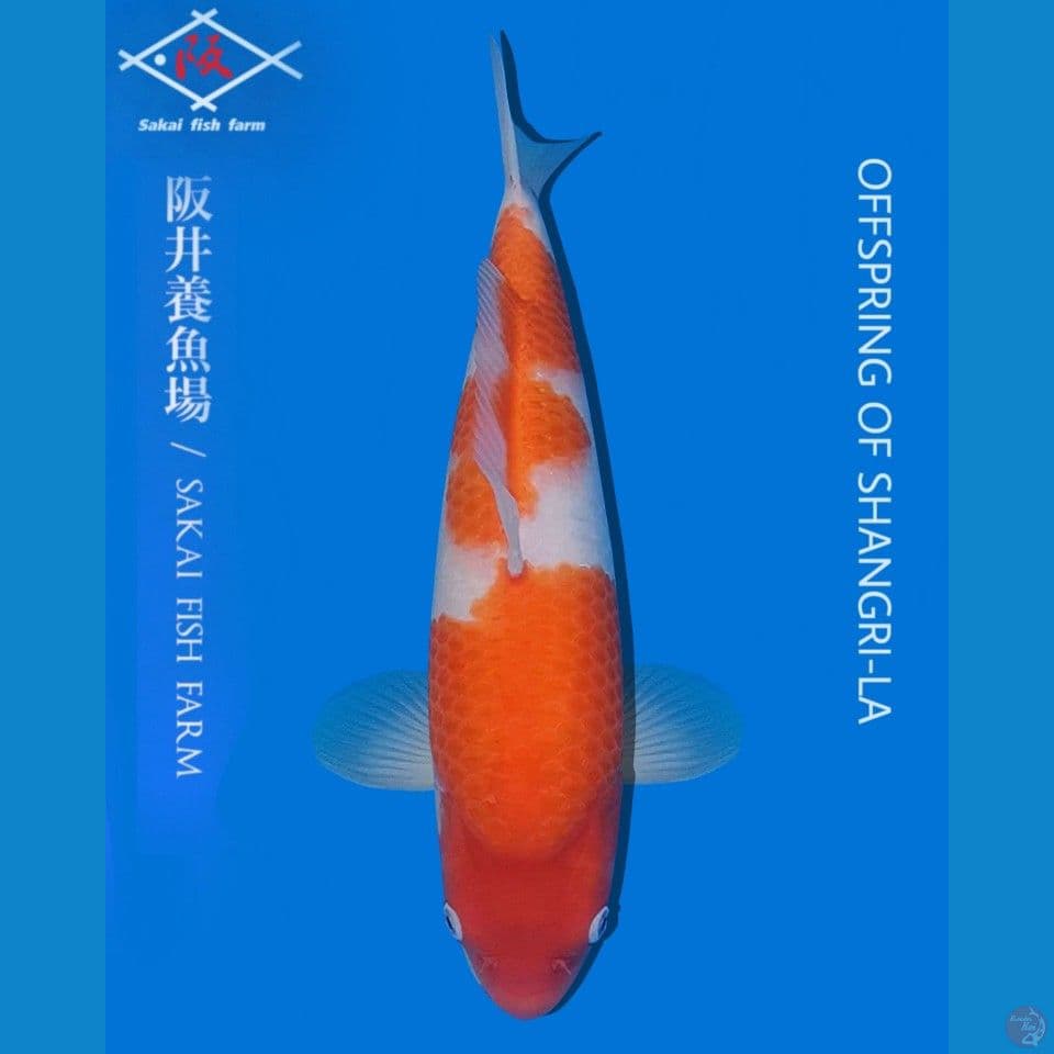Sakai Kohaku