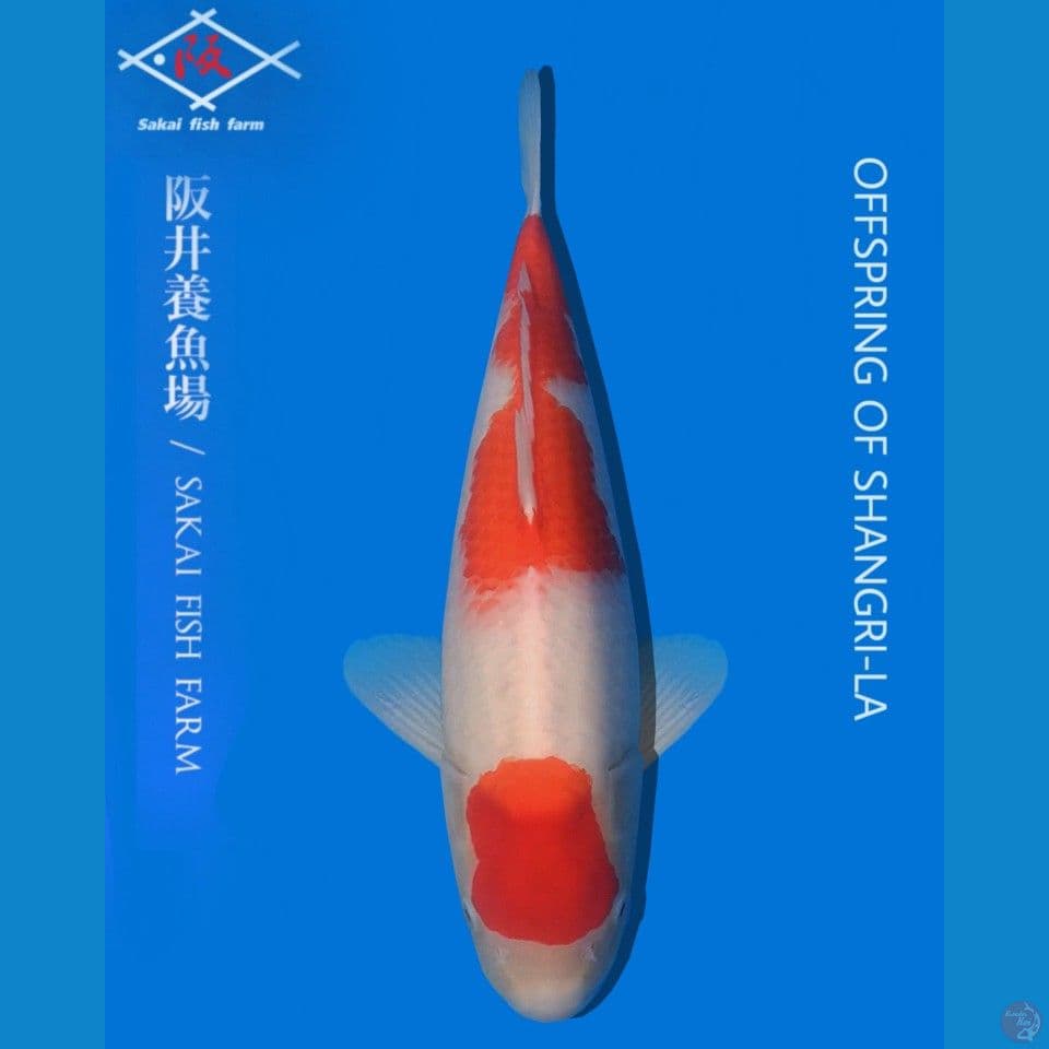 Sakai Kohaku