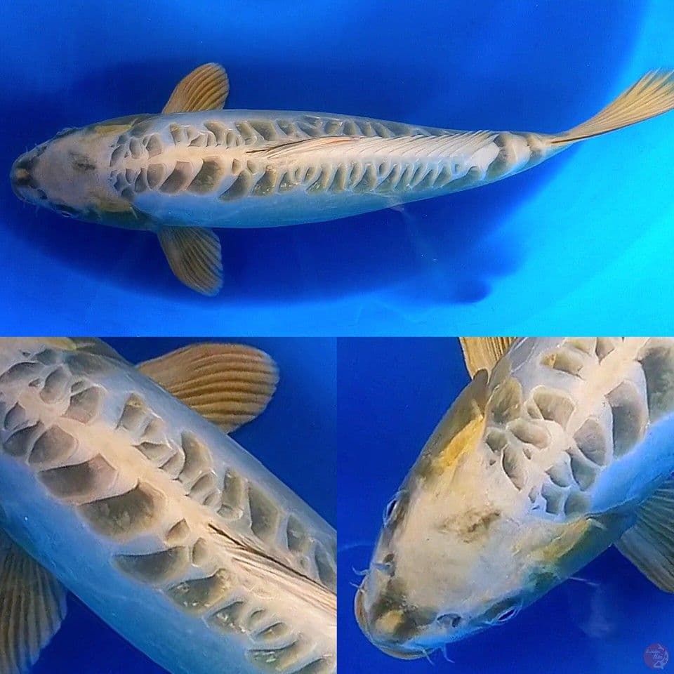 KAWARI ARAGOKE