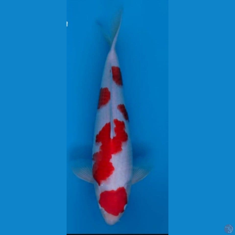 Kohaku Import Male 42 cm , mulut ada sedikit cacat